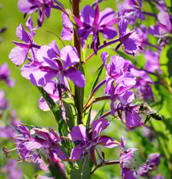Epilobium angustifolium, Schmalblättrige Weidenröschen, Wildpflanzen