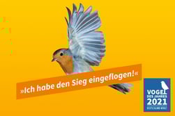 Das Rotkehlchen ist Vogel des Jahres 2021. - Foto: getty images/Simone Mazzocoli