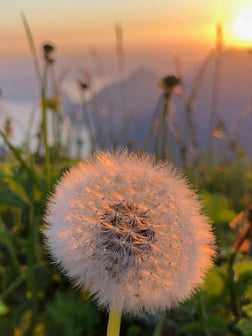Leichtigkeit, Shiatsu-Scheiring, Küssnacht