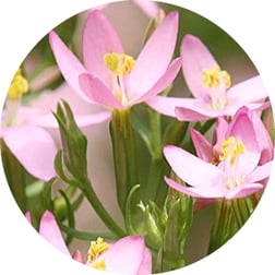 Bachblüten Therapie, Praxis für Kinesiologie & Komplementärtherapie in Meisterschwanden, Seetal