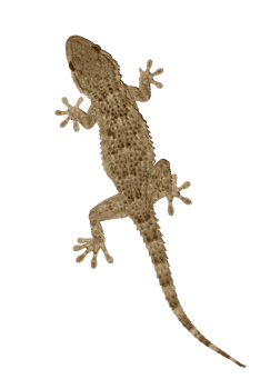 tarente ou gecko du midi png transparent pour illustration sur fond blanc ecole