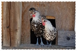 Appenzeller Spitzhauben