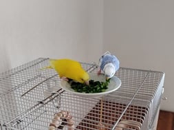 先住さんとお野菜タイム