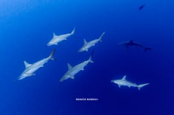 Hammerhaie Saudi-Arabien