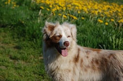 In eigener Sache  - Model: Red-Merle Aussie Elli