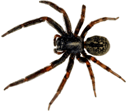 araignée image animaux transparent sur fond blanc pour site web illustration ecole montessori