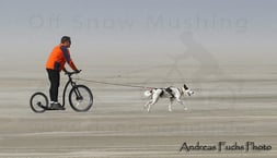 Dogscooter Kickbike Tretroller Alaskan Husky