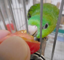 トマトまたはプチトマトを持って行くのが遅くなると、「チッ」と舌打ちされることがよくあります^^。