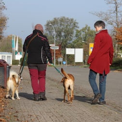 Zwei Frauen und zwei angeleinte Hunde zu Fuß unterwegs auf einem Bürgersteig.