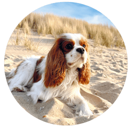 Hundestrand Niederlande Cavalier King Charles Spaniel Urlaub mit Hund