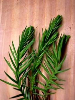 杉（すぎ）の葉