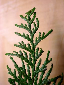 桧（ひのき）の葉