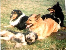 Unsere erste 16füßige Rasselbande