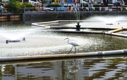 清水池を悠々と歩くシラサギ