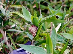 カマキリのタマゴ