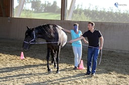 SENTRU Pferdegestützte Führungsworkshop