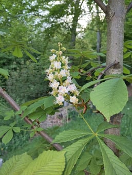 Liebe Madame, wir haben den Wink verstanden und freuen uns für Dich. Bernhard wird die winzige Kastanie in Gold fassen lassen.