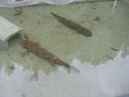 飼育中のオオサンショウウオ