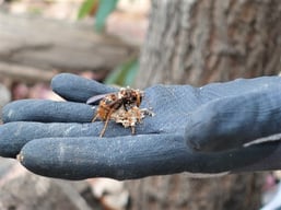 冬眠中のキイロスズメバチ