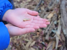 ウスバカミキリの幼虫