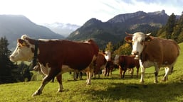 Klick aufs Bild führt zu mehr Bildern