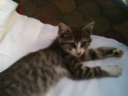 Vermittelte Katze Jimmy