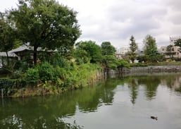 碑文谷池と中島