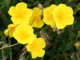 Rock Rose (Gelbes Sonnenröschen) Nr. 26 | hundkatzeschmaus.ch