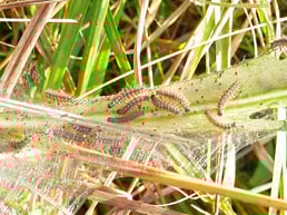 Raupe Jungraupe Gespinst Wiese Skabiosen-Scheckenfalter Euphydryas aurinia Eurodryas Goldener Scheckenfalter Abbiss-Scheckenfalter Schmetterling Tagfalter Edelfalter Nymphalidae Obenhausen Ried LBV Neu-Ulm