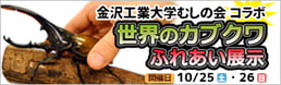 金沢工業大学むしの会コラボ「世界のカブクワふれあい展示」