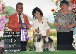 ハバニーズ 2017/6/24ドッグショーチャンピオン ハバニーズ専門ブリーダー ブリリアントハバニーズ　モフモフ　可愛い犬