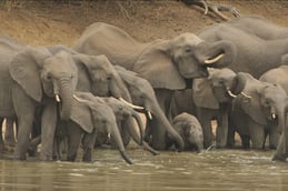 mammifere definition