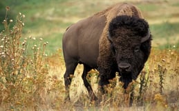 bovidés animaux bison