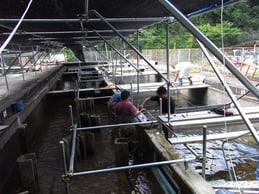 オオサンショウウオ一時飼育施設