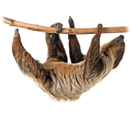 paresseux sloth transparent png  pour illustration devoir