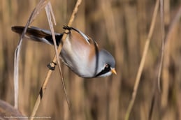 Bartmeise am Federsee