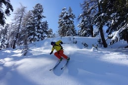 Tree-Skiing in den Lärchenwäldern von Livigno