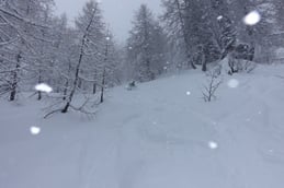 während dem Schneefall im Lärchenwald