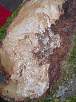 Weissfäule, Henzelmann Baumpflege Baumschnitt Fällung Spezialfällung Stockfräse Strunkfräse Pflanzung Arbeiten Spiez Bern Oberland Wallis Kanton Baum Bäume