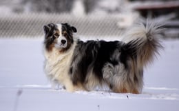 Eindrucksvoller Australian Shepherd Rüde im Schnee