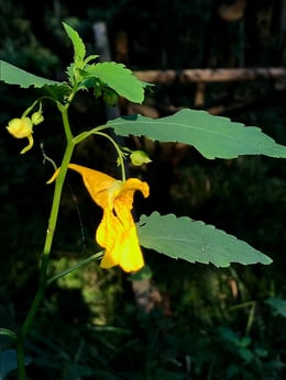 キツリフネソウの花とつぼみ立ち姿