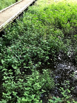 水辺に咲くツリフネソウ