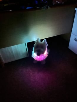 レインボーだんくん