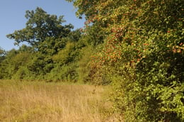 Hecken und Feldgehölze,  Dr. Eberhard Pfeuffer - LBV Bildarchiv