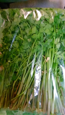 お客様からの頂き物・野ぜりの写真