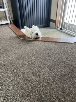 まるで温泉につかる犬