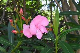 ピンクのはながさくき,夏