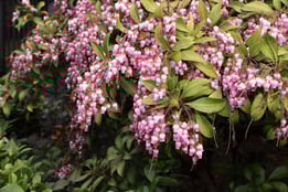 pink flowers blooming in Japan