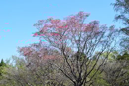 pink flowers in Japan
