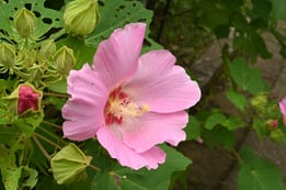 ピンクの花が咲く低木,夏